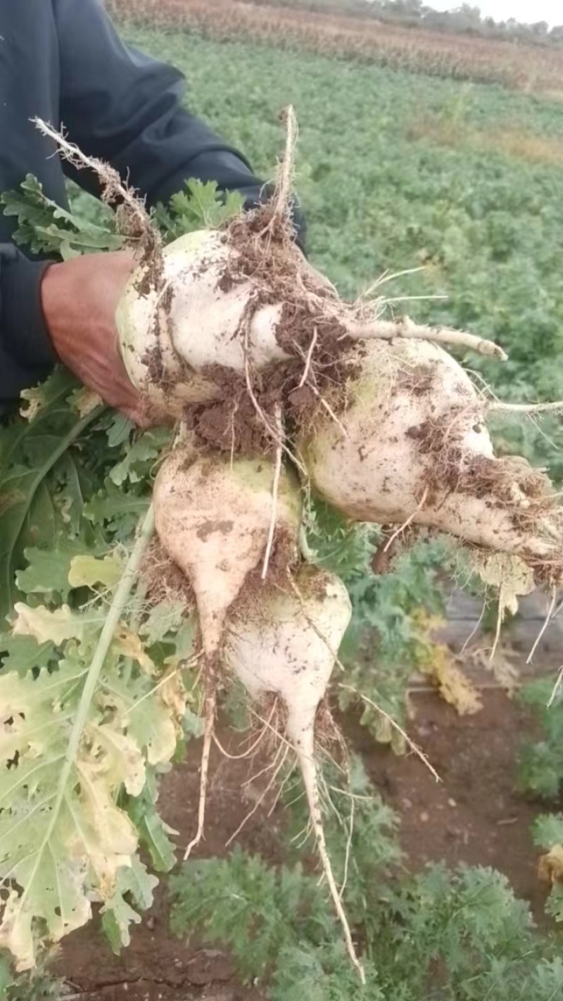 芥菜疙瘩