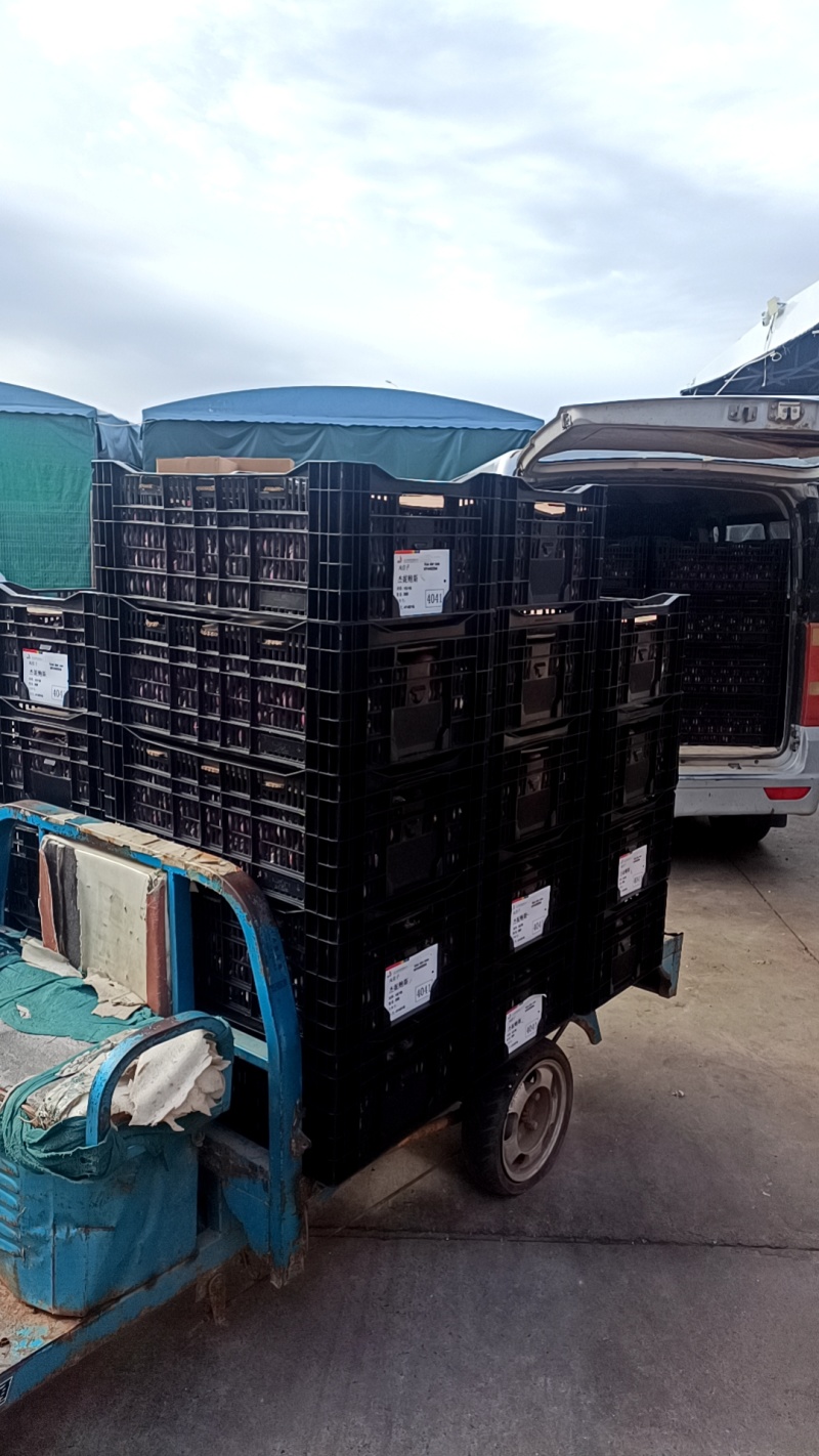 荷兰进口风信子水培土培优质成品直销，量大从优