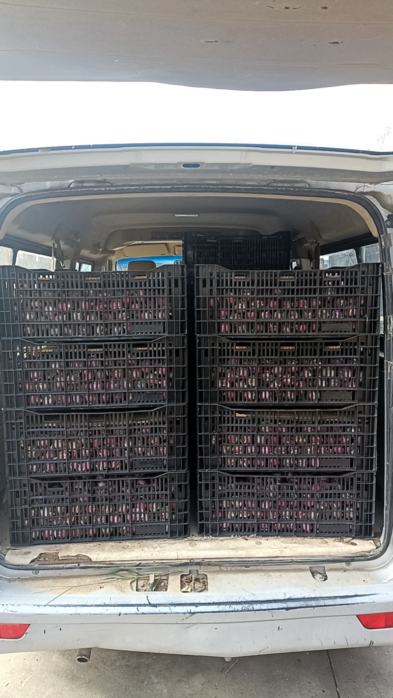 荷兰进口风信子水培土培优质成品直销，量大从优