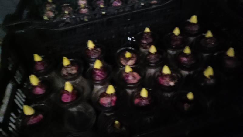 荷兰进口风信子水培土培优质成品直销，量大从优