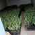 荷兰进口风信子水培土培优质成品直销，量大从优