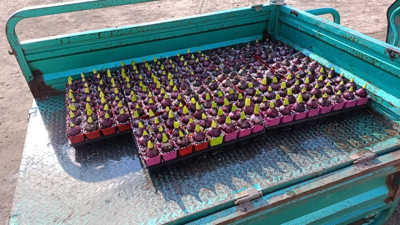 荷兰进口风信子水培土培优质成品直销，量大从优