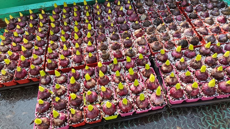 荷兰进口风信子水培土培优质成品直销，量大从优