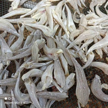 沙甲鱼干