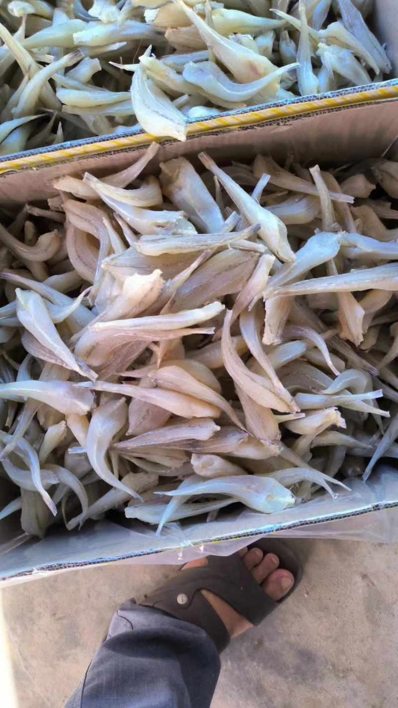 沙甲鱼干
