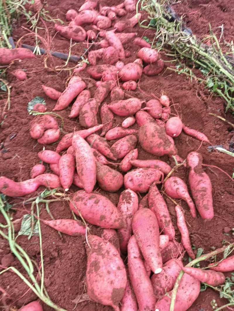 【今日推荐】云南高原密薯产地直发可视频看货对接全国