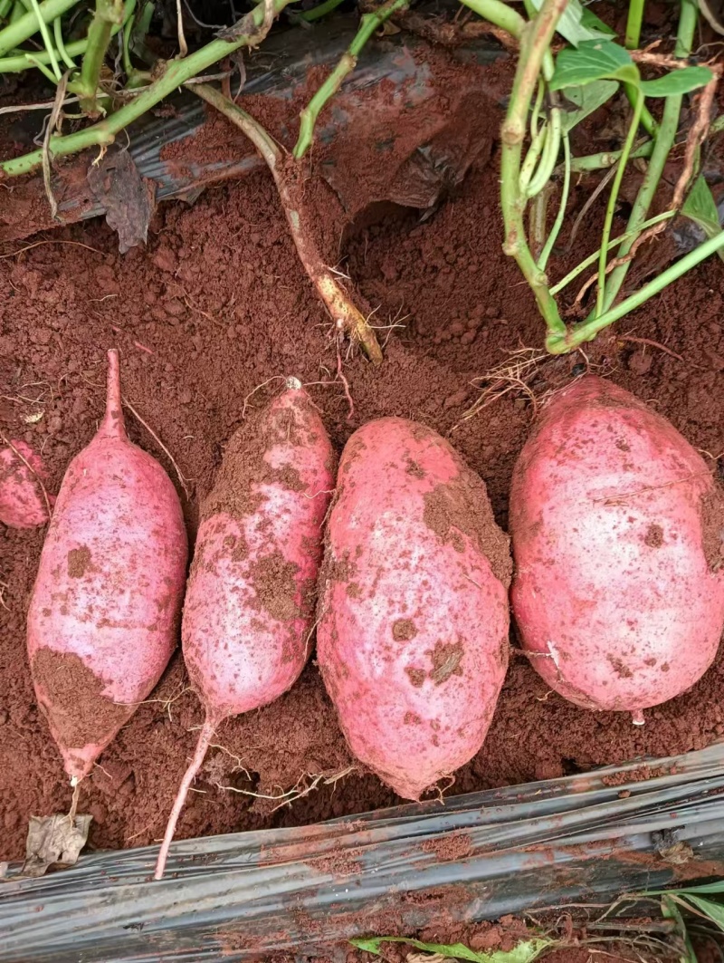 【今日推荐】云南高原密薯产地直发可视频看货对接全国