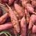 【今日推荐】云南高原密薯产地直发可视频看货对接全国