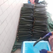精品密刺黄瓜大量上市产地直供一手货源品质保证诚信经营