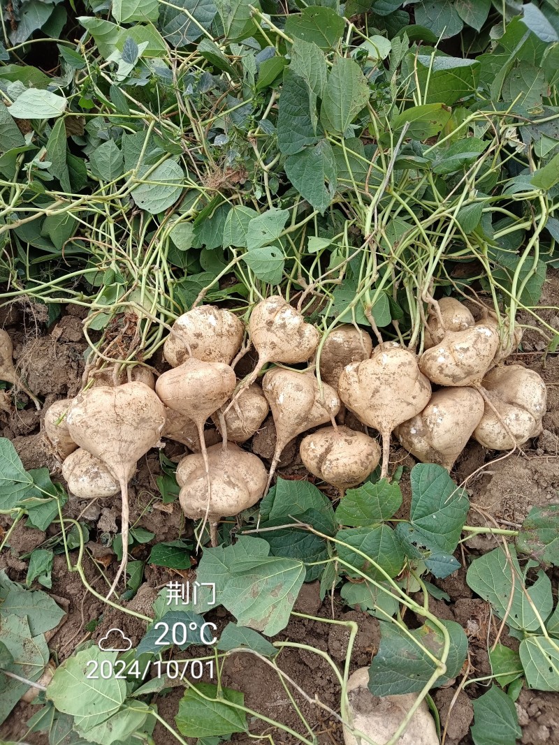 凉薯豆薯白地瓜支持视频看货，可发往全国市场！