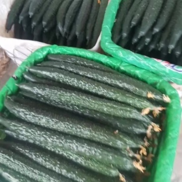 贵州大量精品密刺黄瓜，吃味好耐运输，产地直供一手货源