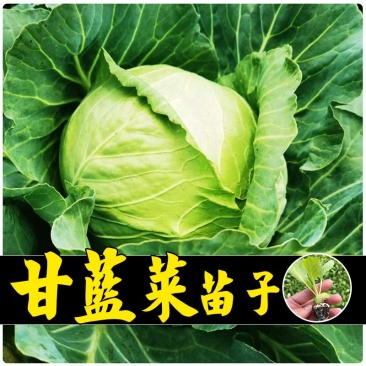 绿甘蓝苗包菜大头菜牛心甘蓝卷心菜紫甘蓝包菜圆白菜四季蔬菜秧苗