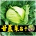绿甘蓝苗包菜大头菜牛心甘蓝卷心菜紫甘蓝包菜圆白菜四季蔬菜秧苗