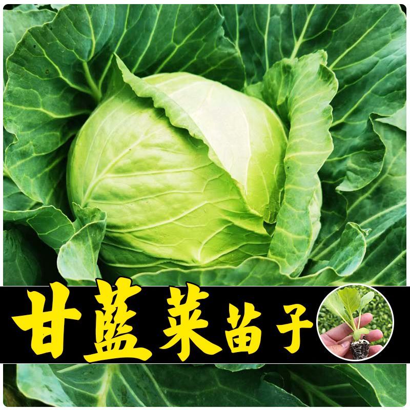 绿甘蓝苗包菜大头菜牛心甘蓝卷心菜紫甘蓝包菜圆白菜四季蔬菜秧苗