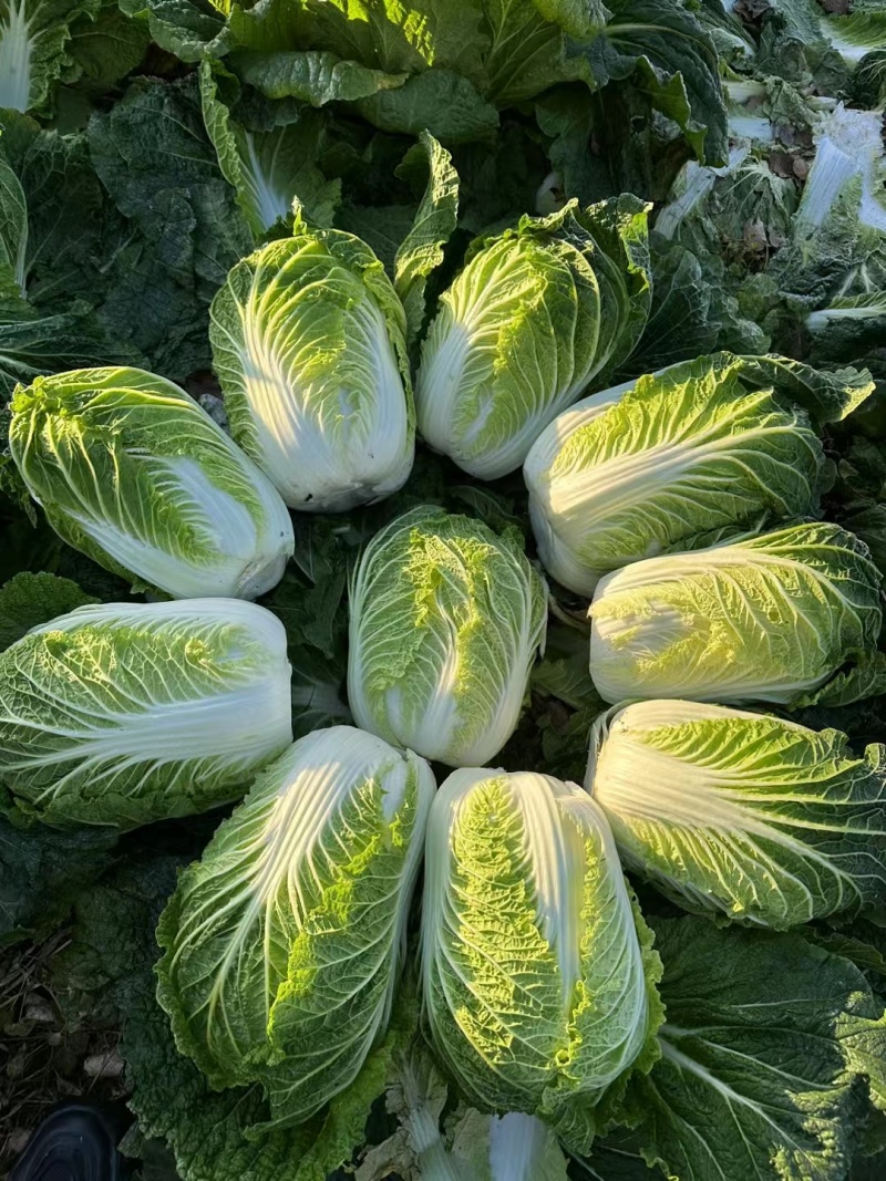 黄心大白菜