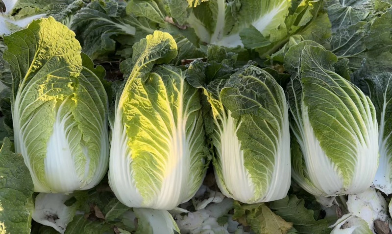 黄心大白菜