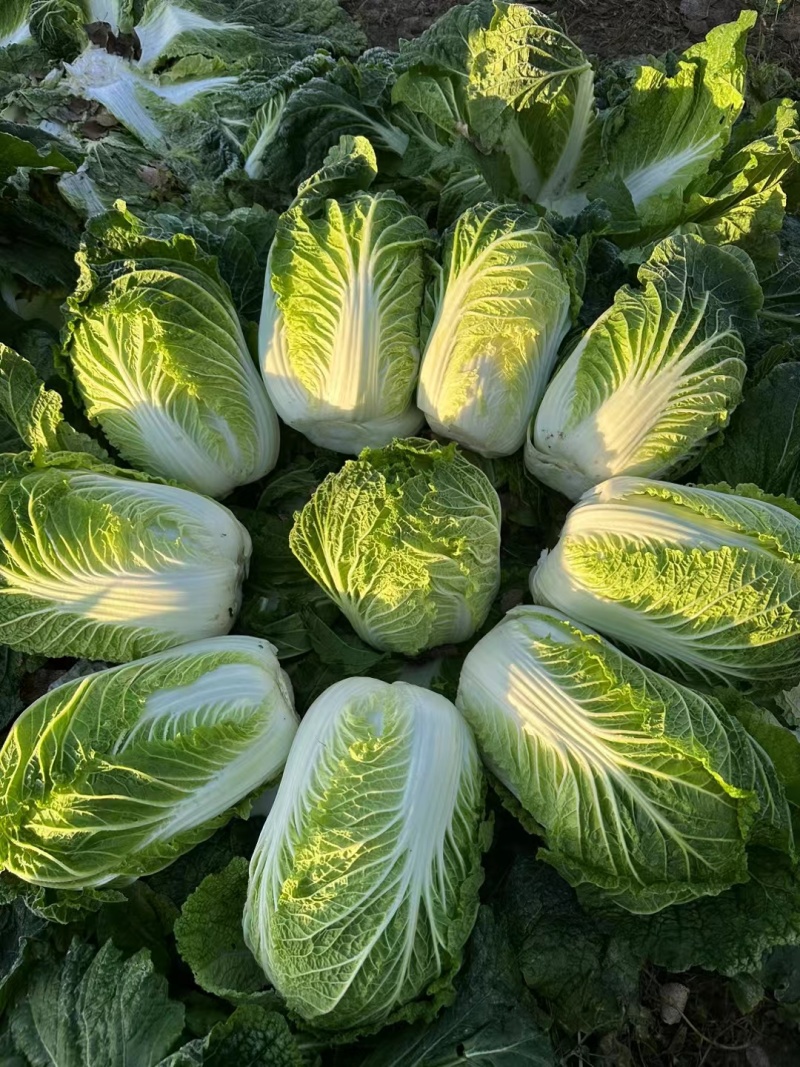 黄心大白菜