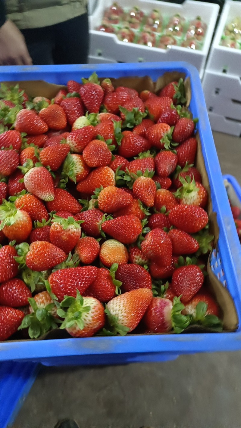 夏草莓