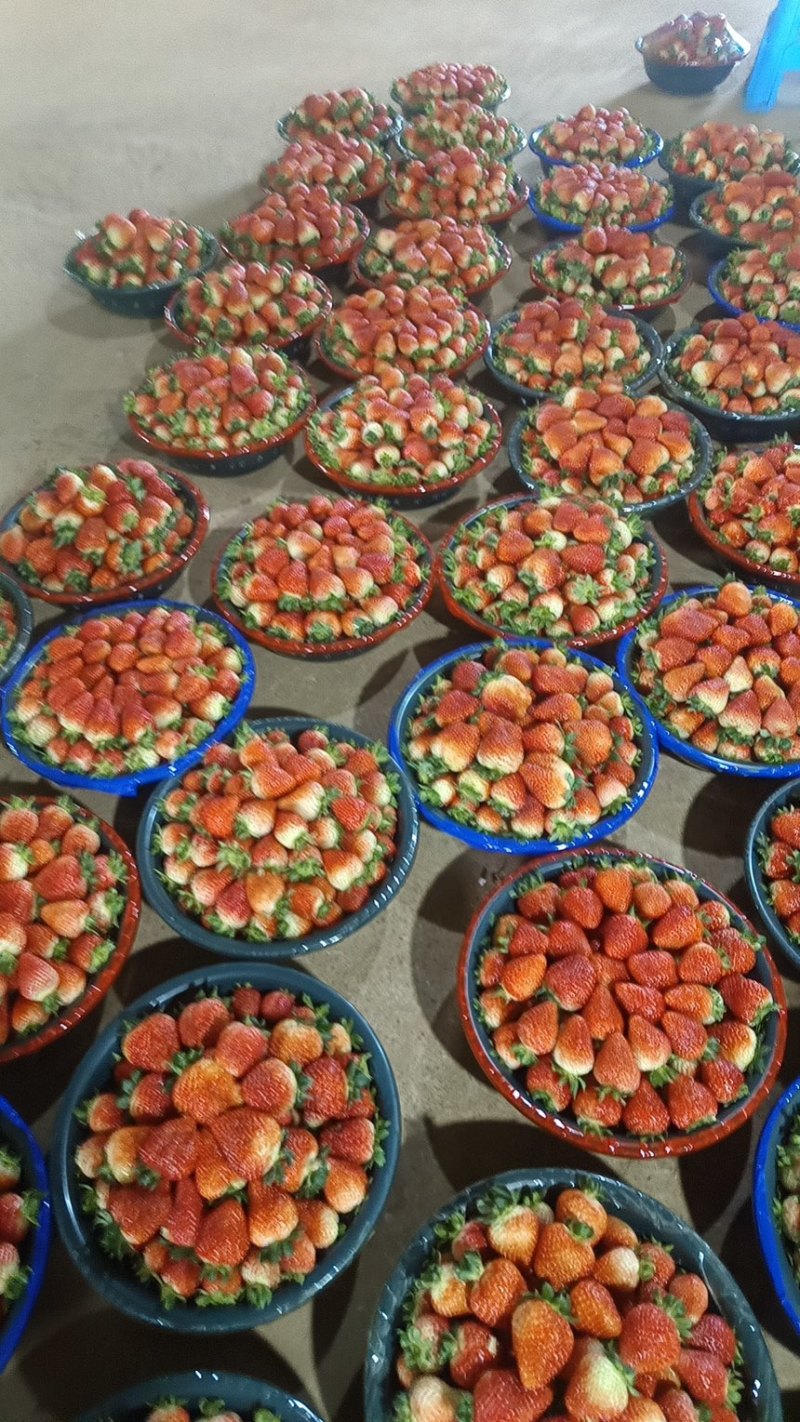 夏草莓