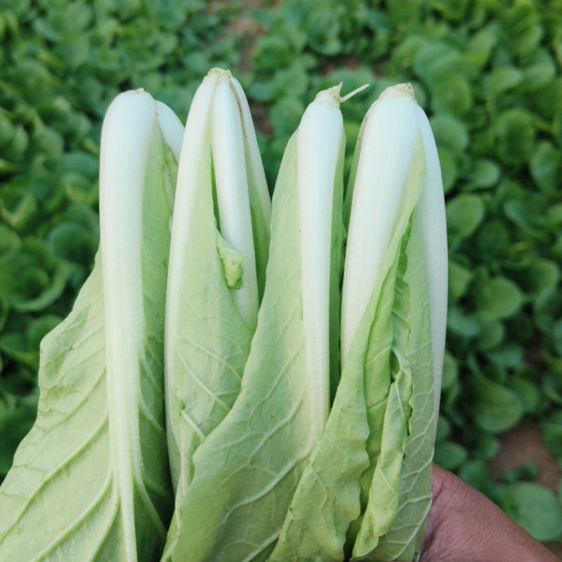 奶油白菜