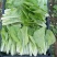 奶油白菜