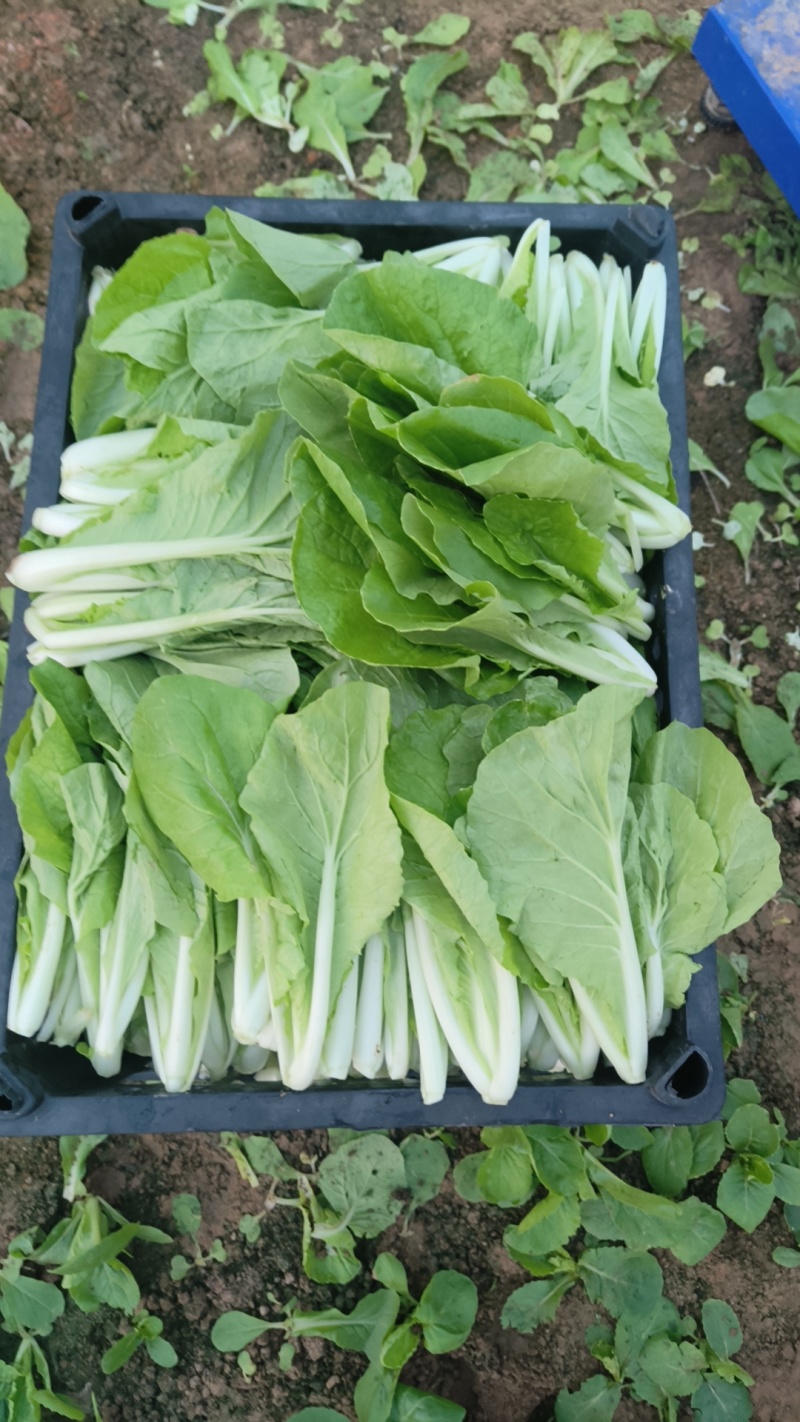 奶油白菜