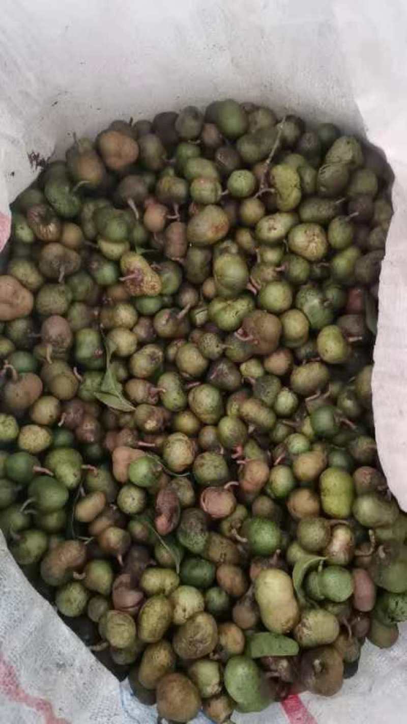 茶叶子，绿茶茶叶籽