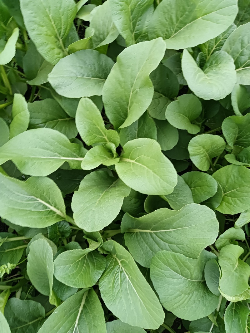 江苏南通长年种植基地大量供应全国广东菜心，