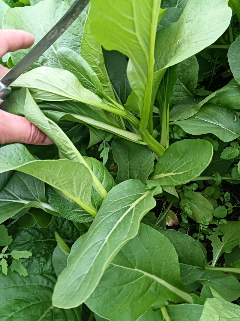 江苏南通长年种植基地大量供应全国广东菜心，