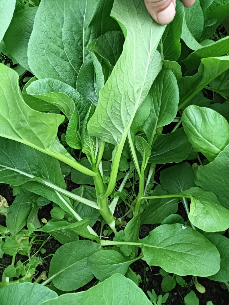 江苏南通长年种植基地大量供应全国广东菜心，