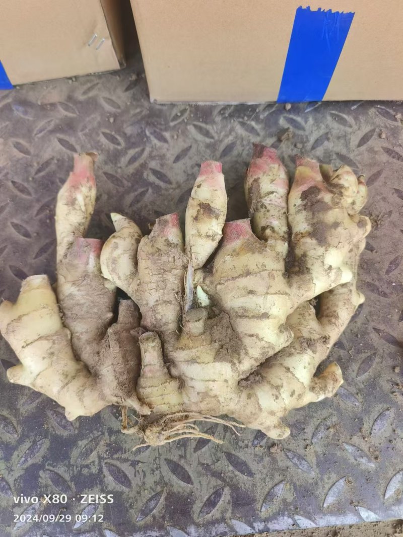 山东生姜基地直发/块大颜色靓，辣味十足，质量保证全国发货