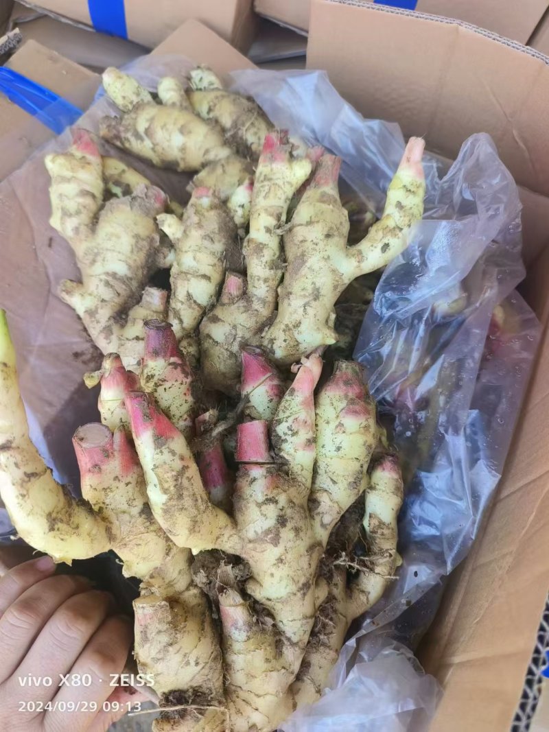 山东生姜基地直发/块大颜色靓，辣味十足，质量保证全国发货