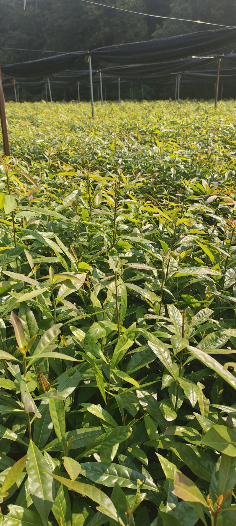 木荷容器苗