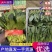 菠菜电商一件代发直供批发市场超市产地直采新鲜直达