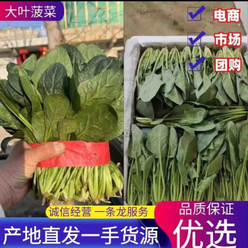 菠菜电商一件代发直供批发市场超市产地直采新鲜直达