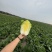 吉林四平怀德镇杠菜黄心白菜大量上市4~6斤净菜