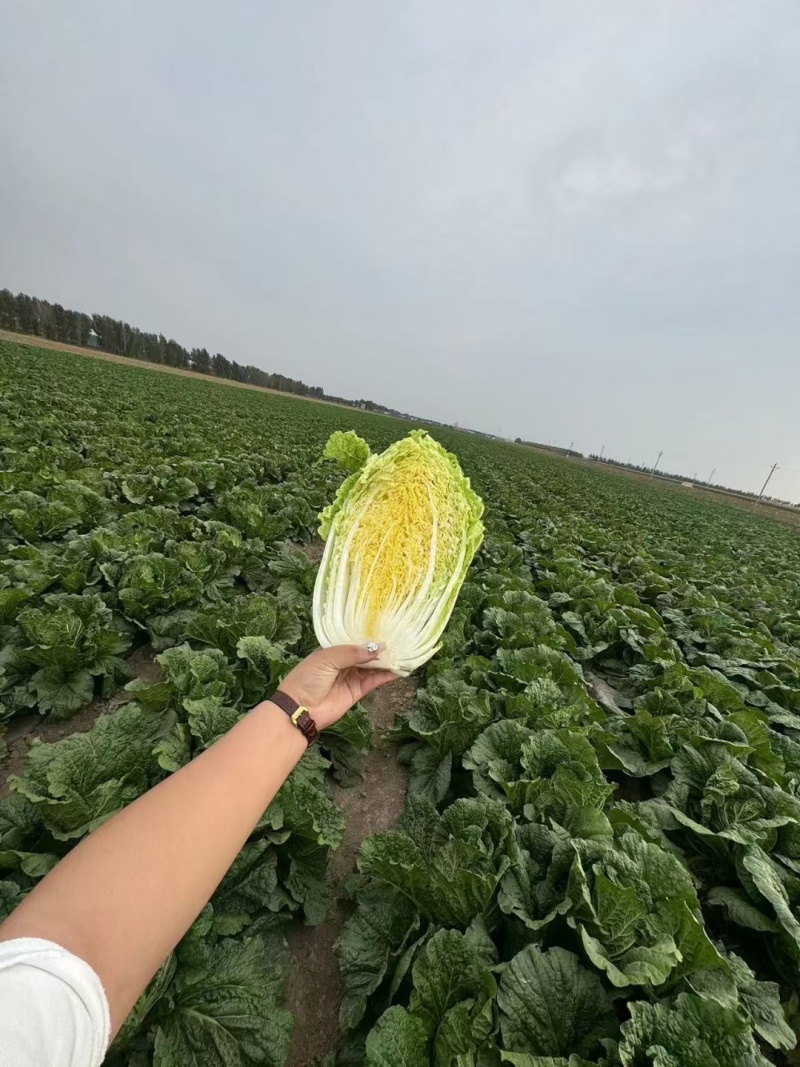 吉林四平怀德镇杠菜黄心白菜大量上市4~6斤净菜