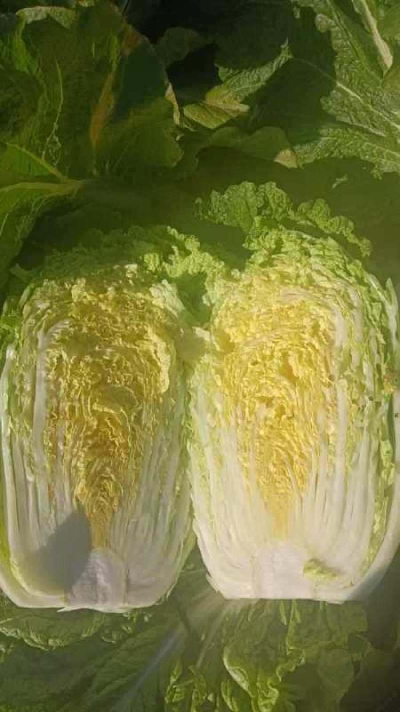 吉林四平怀德镇杠菜黄心白菜大量上市4~6斤净菜