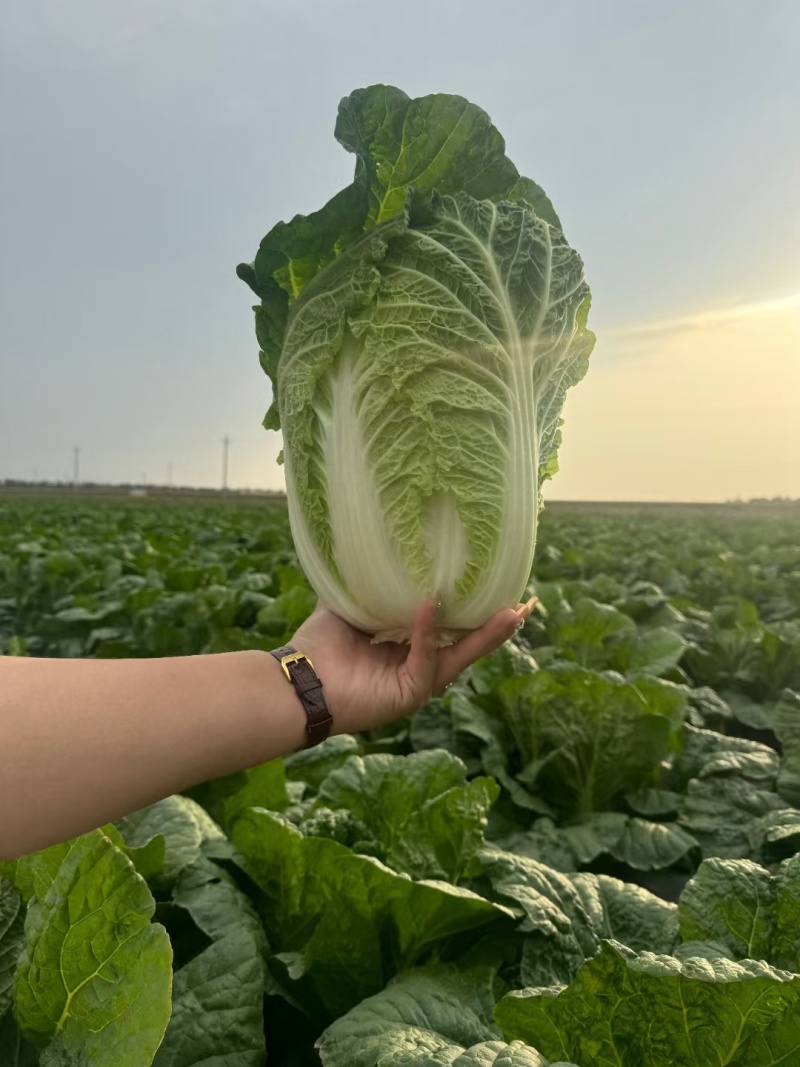 吉林四平怀德镇杠菜黄心白菜大量上市4~6斤净菜
