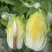 吉林四平怀德镇杠菜黄心白菜大量上市4~6斤净菜