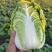 吉林四平怀德镇杠菜黄心白菜大量上市4~6斤净菜