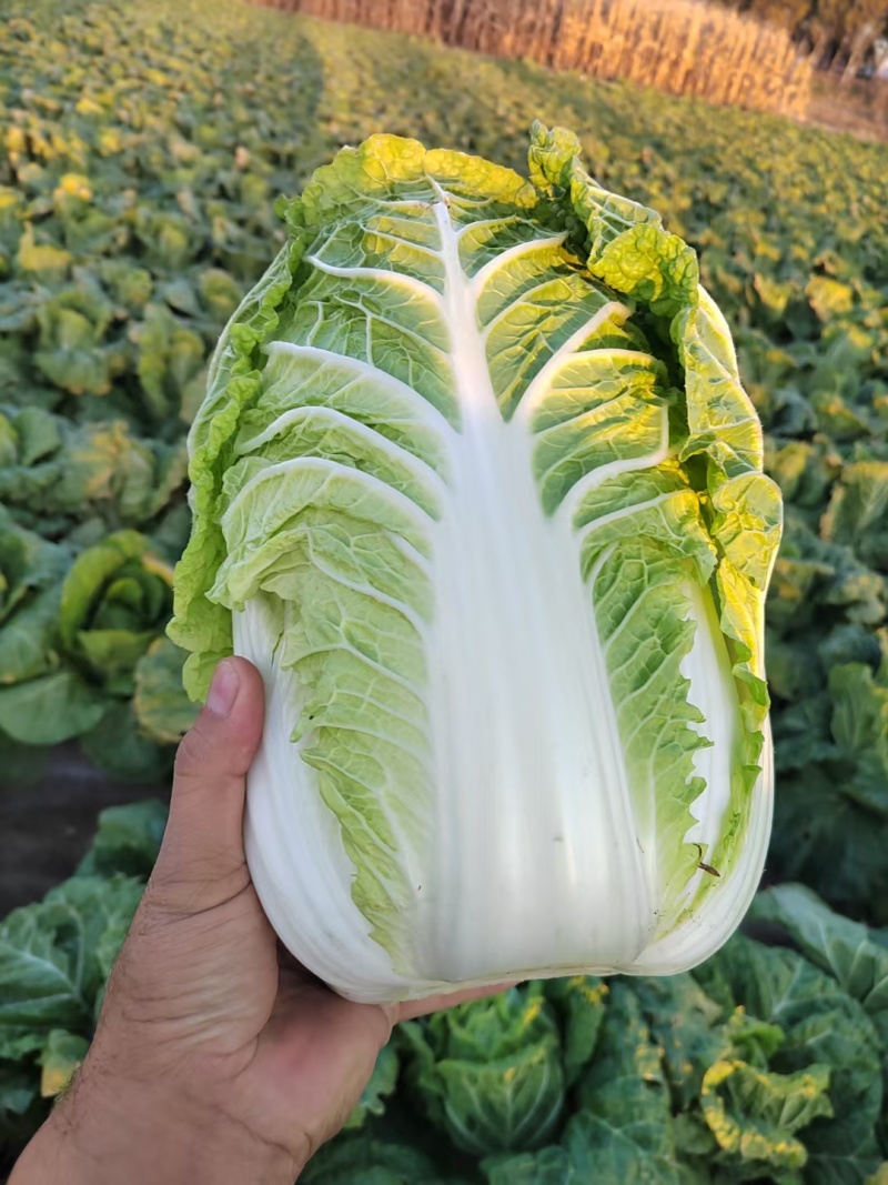 吉林四平怀德镇杠菜黄心白菜大量上市4~6斤净菜