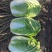 吉林四平怀德镇杠菜黄心白菜大量上市4~6斤净菜