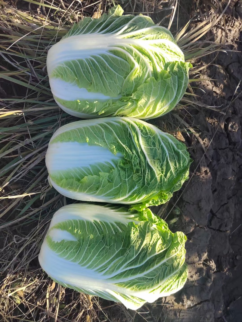 吉林四平怀德镇杠菜黄心白菜大量上市4~6斤净菜