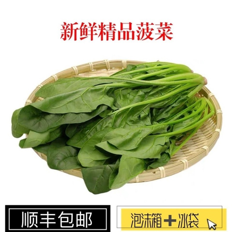 菠菜产地直供电商一件代发直供各大超市批发档口大棚种植
