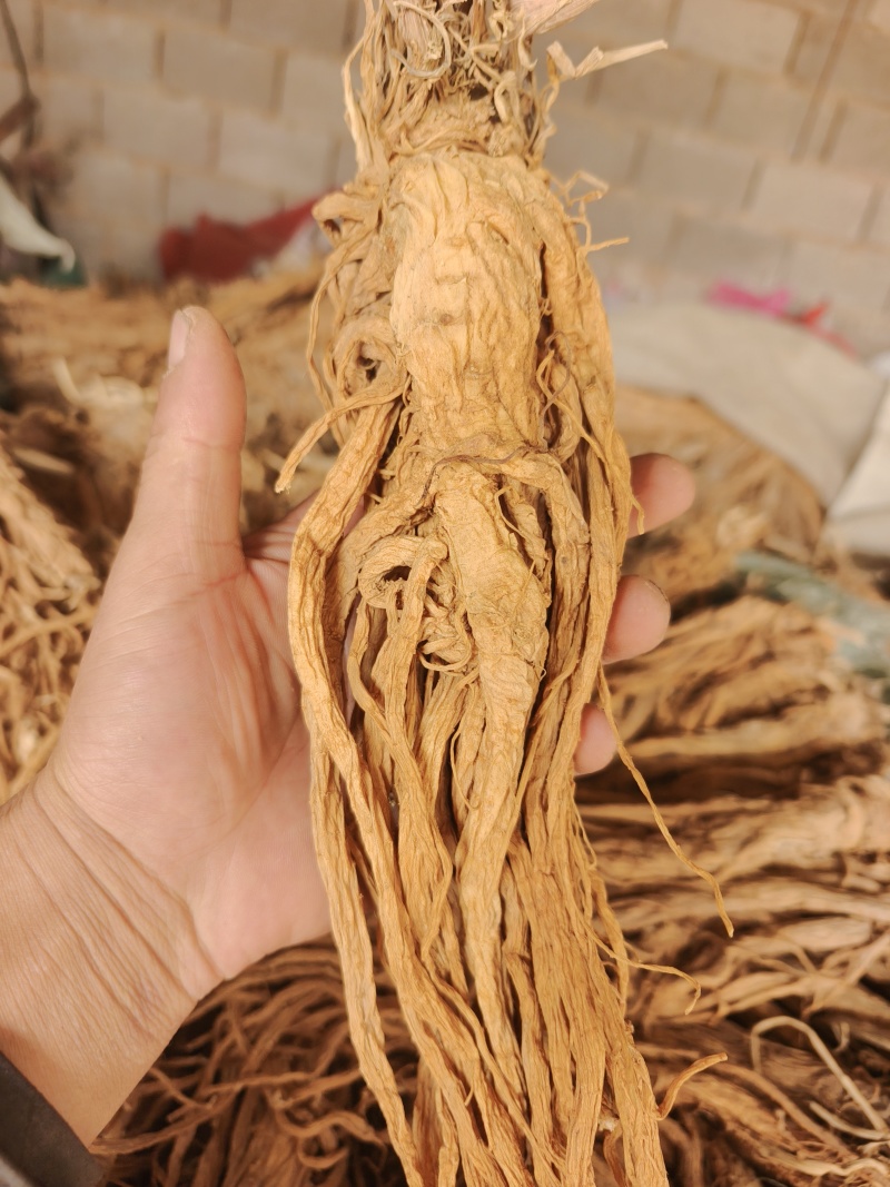 甘肃本地独活精品个子，干度好。质量有保障。产地直发
