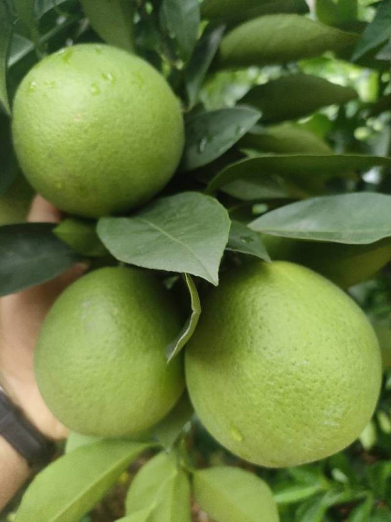 冰糖橙