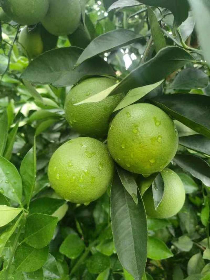 冰糖橙