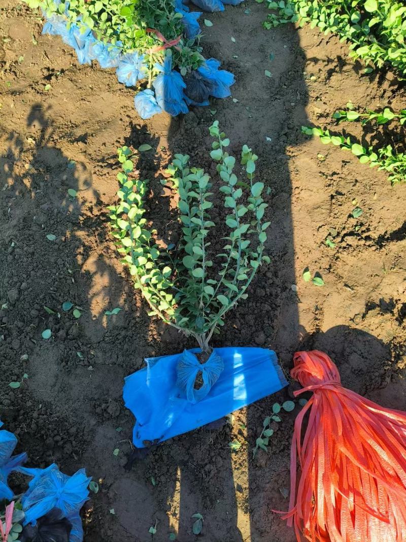 卫矛批发河北卫矛价格河北卫矛基地卫矛厂家
