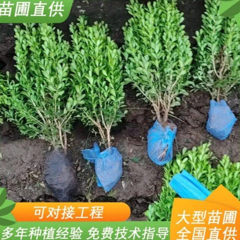 小叶黄杨瓜子黄杨豆瓣黄杨四季常绿耐寒耐旱规格齐全